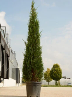 Cupressocyparis Leyl. Pyramidalis 'Eisspitze'®, Toscana-Zypresse