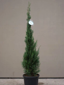 Cupressocyparis Leyl. Pyramidalis 'Eisspitze'®, Toscana-Zypresse -Gartenserien Laden Eisspitze allgemein 1280x1280