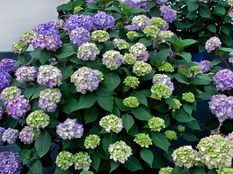 Hydrangea Macrophylla 'Endless Summer BloomStar'® 3 Hydrangea Macrophylla 'Endless Summer BloomStar'®