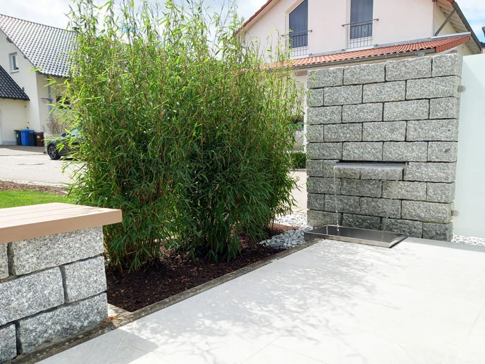 Fargesia Murielae 'Standing Stone' (R), Großblättriger Schirm-Bambus 3 Fargesia Murielae 'Standing Stone' (R), Großblättriger Schirm-Bambus