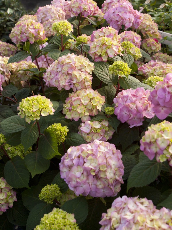 Hydrangea Macrophylla 'Endless Summer BloomStar'® 4 Hydrangea Macrophylla 'Endless Summer BloomStar'® - Image 2