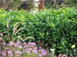 Prunus Laurocerasus 'Rotundifolia', Kirschlorbeer -Gartenserien Laden Kirschlorbeer rotundifolia 1280x1280