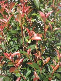Photinia Fraseri 'Dicker Toni', Kompakte Glanzmispel -Gartenserien Laden Photinia Laub 1280x1280