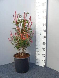 Photinia Fraseri 'Dicker Toni', Kompakte Glanzmispel -Gartenserien Laden Photinia Pflanze 1280x1280