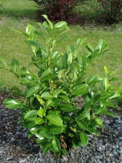 Prunus Laurocerasus 'Rotundifolia', Kirschlorbeer -Gartenserien Laden Prunus laurocerasus Rotundi5787445727890 1280x1280