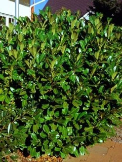 Prunus Laurocerasus 'Rotundifolia', Kirschlorbeer -Gartenserien Laden Prunus laurocerasus Rotundi 1280x1280