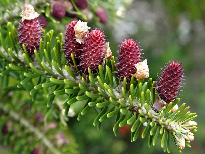 Abies Koreana, Korea-Tanne 4 Abies Koreana, Korea-Tanne - Image 2