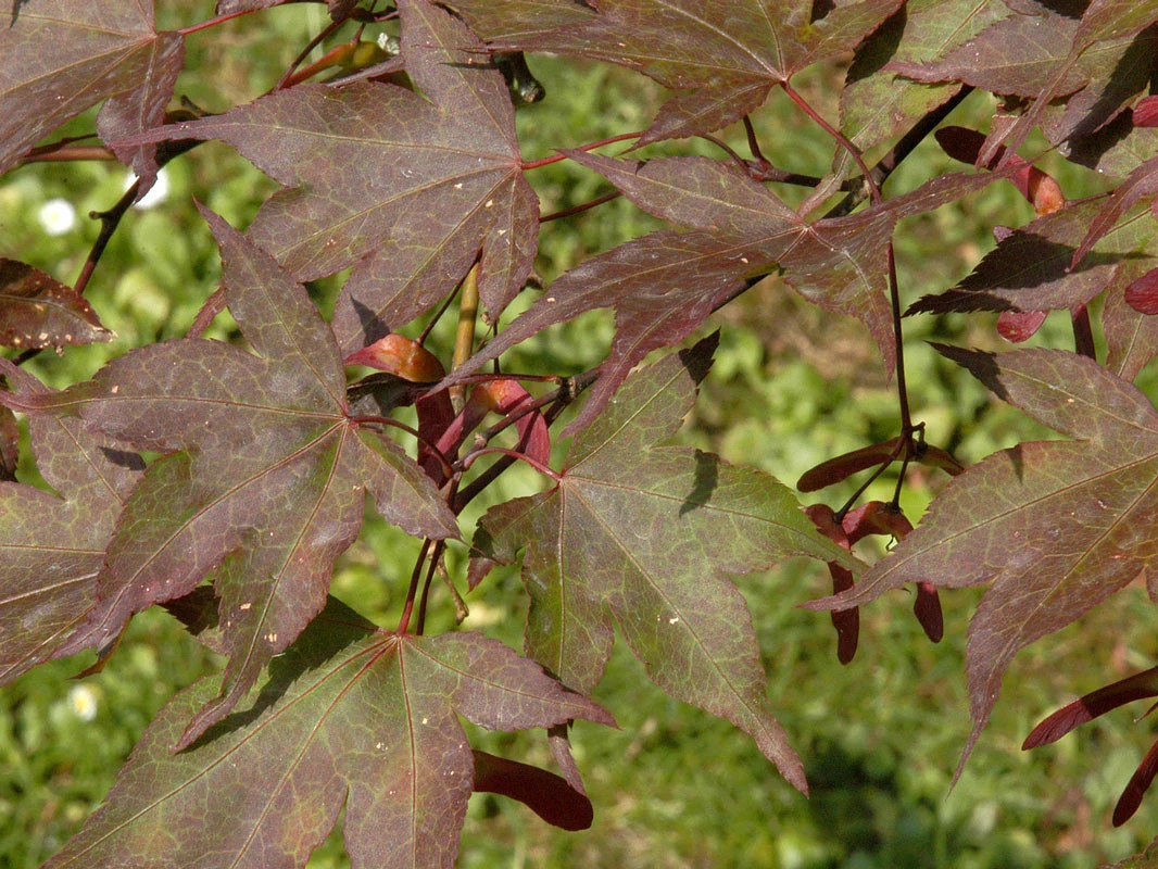 Acer Palmatum 'Atropurpureum', Fächerahorn - Hochstamm 4 Acer Palmatum 'Atropurpureum', Fächerahorn - Hochstamm - Image 2