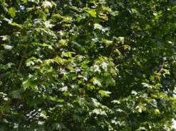 Acer Campestre 'Elsrijk', Kegel-Feldahorn - Hochstamm 7 Acer Campestre 'Elsrijk', Kegel-Feldahorn - Hochstamm -Gartenserien Laden acer campestre elsrijk 1280x1280