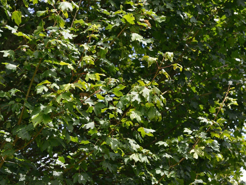 Acer Campestre 'Elsrijk', Kegel-Feldahorn - Hochstamm 5 Acer Campestre 'Elsrijk', Kegel-Feldahorn - Hochstamm - Image 3