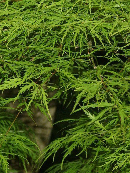 Acer Palmatum 'Dissectum', Grünblättriger Schlitzahorn 4 Acer Palmatum 'Dissectum', Grünblättriger Schlitzahorn - Image 2