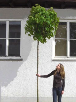 Acer Platanoides Globosum, Kugelahorn - Hochstamm 8 Acer Platanoides Globosum, Kugelahorn - Hochstamm -Gartenserien Laden acer globosum hochstamm 1280x1280