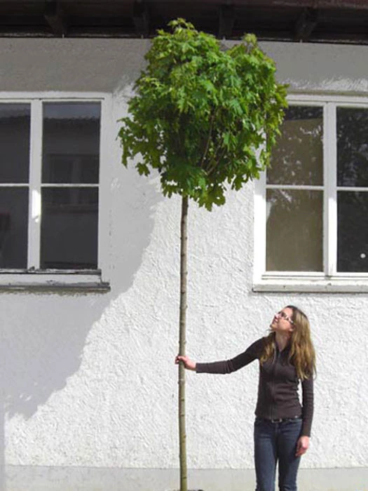 Acer Platanoides Globosum, Kugelahorn - Hochstamm 5 Acer Platanoides Globosum, Kugelahorn - Hochstamm - Image 3