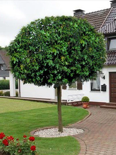 Acer Campestre 'Nanum', Kugel-Feldahorn - Hochstamm 4 Acer Campestre 'Nanum', Kugel-Feldahorn - Hochstamm - Image 2