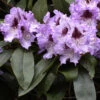 Rhododendron 'Blue Peter'
