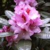 Rhododendron 'Diadem' -Gartenserien Laden alpenrose diadem 1280x1280