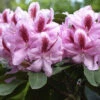 Rhododendron 'Furnivall's Daughter'