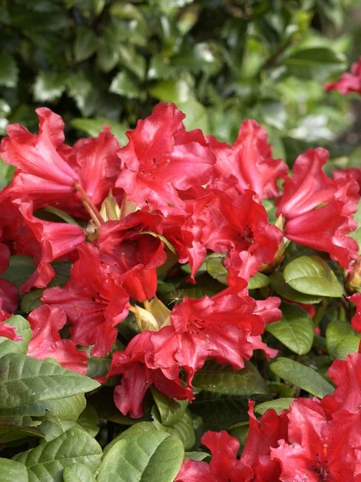 Rhododendron Repens 'Scarlet Wonder' 3 Rhododendron Repens 'Scarlet Wonder'