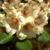 Rhododendron 'Viscy' -Gartenserien Laden alpenrose viscy 1280x1280