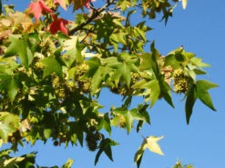Liquidambar Styraciflua, Amberbaum -Gartenserien Laden amberbaum blatt 1280x1280