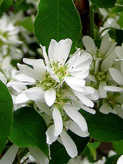 Amelanchier Alnifolia 'Obelisk', Säulen-Felsenbirne 3 Amelanchier Alnifolia 'Obelisk', Säulen-Felsenbirne
