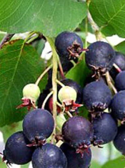 Amelanchier Alnifolia 'Obelisk', Säulen-Felsenbirne 9 Amelanchier Alnifolia 'Obelisk', Säulen-Felsenbirne -Gartenserien Laden amelanchier obelisk j6 7854 78544 3 1280x1280