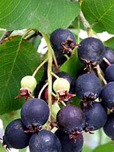 Amelanchier Alnifolia 'Obelisk', Säulen-Felsenbirne 6 Amelanchier Alnifolia 'Obelisk', Säulen-Felsenbirne - Image 4