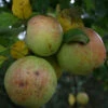 Apfel Bohnapfel