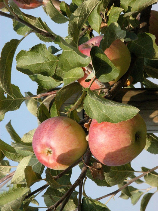 Apfel Cox Orangenrenette 3 Apfel Cox Orangenrenette