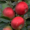 Apfel Discovery -Gartenserien Laden apfel discovery55599414d07e9 1280x1280