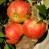 Apfel Elstar