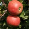 Apfel Jonagold