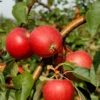 Apfel Resi (S) 1 Apfel Resi (S) -Gartenserien Laden apfel resi5559941d6f7b0 1280x1280