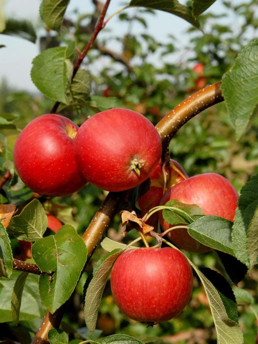 Apfel Resi (S) 3 Apfel Resi (S)