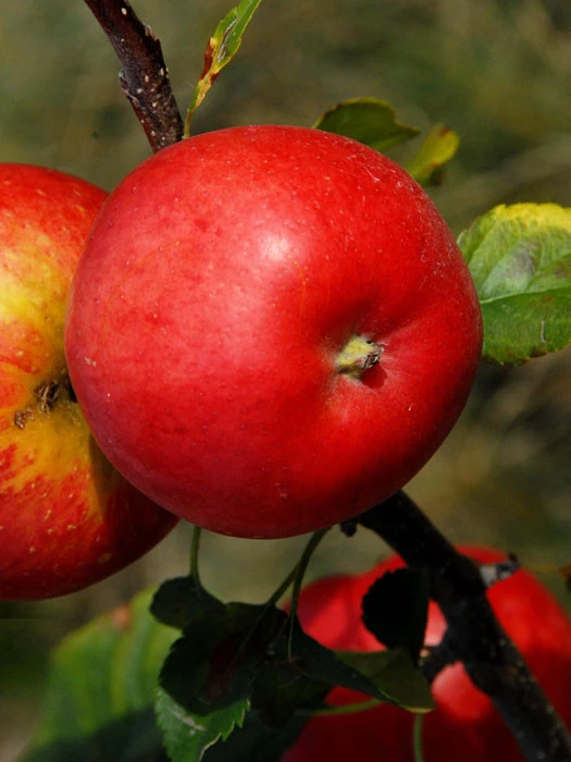 Apfel Rubinola (S) 3 Apfel Rubinola (S)