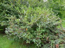 Aronia Melanocarpa, Wilde Apfelbeere -Gartenserien Laden apfelbeere fruchtbehang 1280x1280