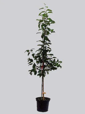 Apfelbirne Nashi 'Kosui', Chinesische Apfelbirne, Asienbirne 4 Apfelbirne Nashi 'Kosui', Chinesische Apfelbirne, Asienbirne - Image 2