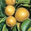 Apfelbirne Nashi 'Kosui', Chinesische Apfelbirne, Asienbirne -Gartenserien Laden apfelbirne kosui 1280x1280