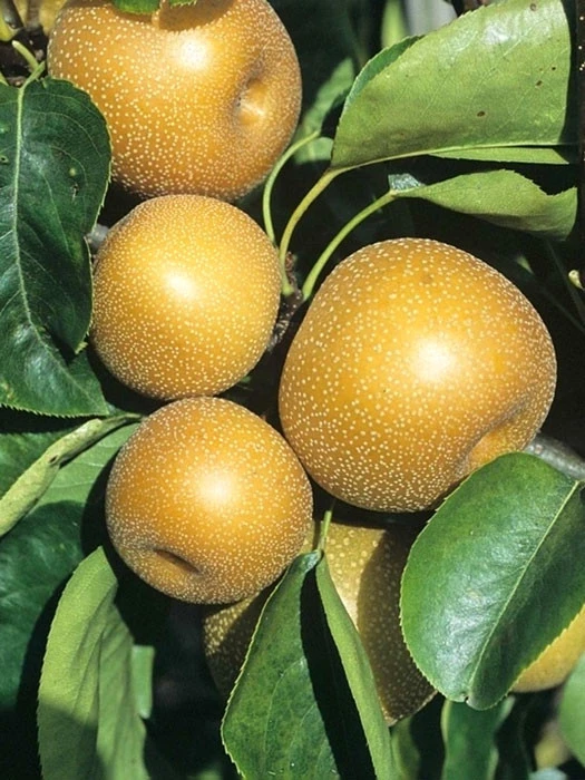 Apfelbirne Nashi 'Kosui', Chinesische Apfelbirne, Asienbirne 3 Apfelbirne Nashi 'Kosui', Chinesische Apfelbirne, Asienbirne