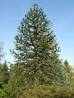 Araucaria Araucana, Chilenische Schmucktanne