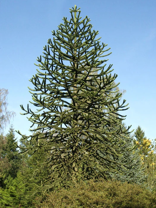 Araucaria Araucana, Chilenische Schmucktanne 3 Araucaria Araucana, Chilenische Schmucktanne