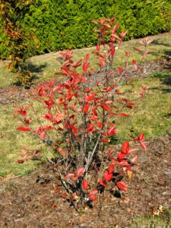 Aronia Melanocarpa 'Viking', Apfelbeere 7 Aronia Melanocarpa 'Viking', Apfelbeere -Gartenserien Laden aronia viking 1280x1280