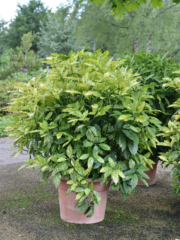 Aucuba Japonica, Japanische Aukube 3 Aucuba Japonica, Japanische Aukube