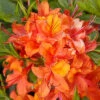 Rhododendron Luteum 'Coccinea Speciosa', Sommergrüne Japanische Gartenazalee -Gartenserien Laden azalee coccinea speciosa 1280x1280