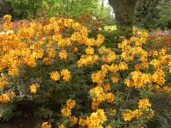 Rhododendron Luteum 'Klondyke', Sommergrüne Japanische Gartenazalee -Gartenserien Laden azalee klondyke 1280x1280