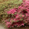 Rhododendron Obtusum 'Rubinetta', Wintergrüne Japanische Gartenazalee -Gartenserien Laden azalee rubinetta 1280x1280