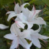 Rhododendron Viscosum 'Weston's Innocence', Sommergrüne Japanische Gartenazalee 1 Rhododendron Viscosum 'Weston's Innocence', Sommergrüne Japanische Gartenazalee -Gartenserien Laden azalee westons innocence 1280x1280