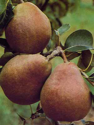 Birne Vereinsdechantsbirne 3 Birne Vereinsdechantsbirne