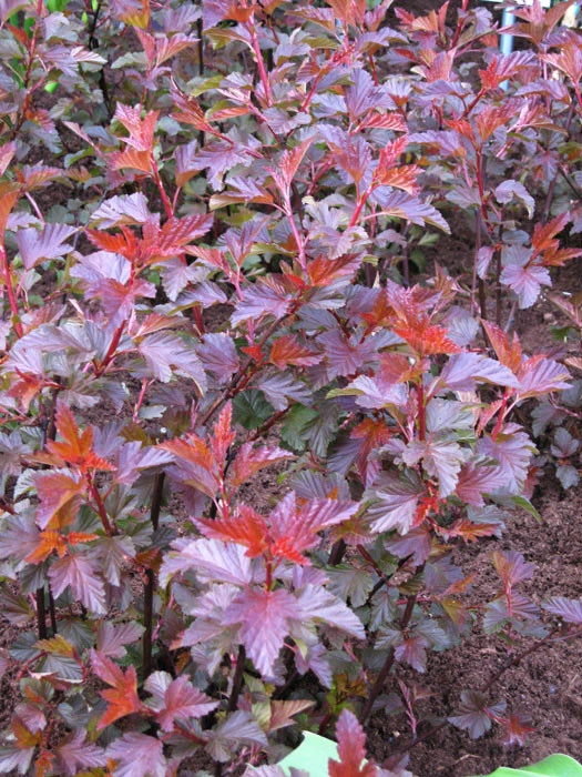 Physocarpus Opulifolius 'Diable D'Or', Blasenspiere 3 Physocarpus Opulifolius 'Diable D'Or', Blasenspiere