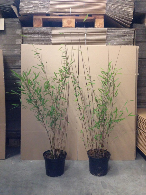 Fargesia Nitida 'Black Pearl' - Glänzender Schirm-Bambus 7 Fargesia Nitida 'Black Pearl' - Glänzender Schirm-Bambus - Image 5